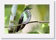 LaPaz - 054 * Green-colored Brilliant Hummingbird (female) * Green-colored Brilliant Hummingbird (female)